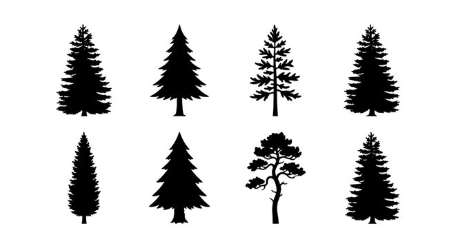 Pine tree silhouette collection, set of 8 conifer evergreen tree vectors, black spruce and fir forest elements on white background