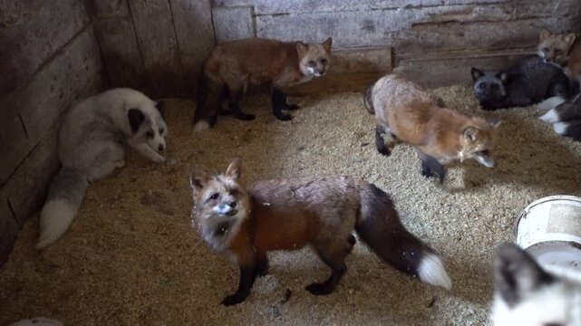 Foxes gather and move around a shelter with soft bedding. They explore their space and show curiosity towards each other.