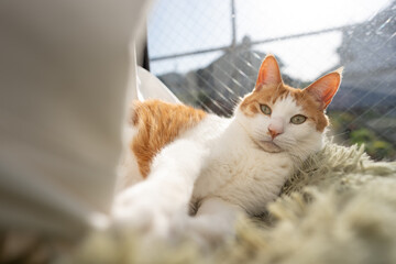 Obraz premium カーテンで遊ぶ可愛い猫 茶トラ白