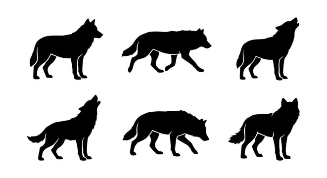 Black wolf silhouette collection, set of 6 wild animal vector icons, howling and walking timber wolf shapes, predatory canine wildlife graphics