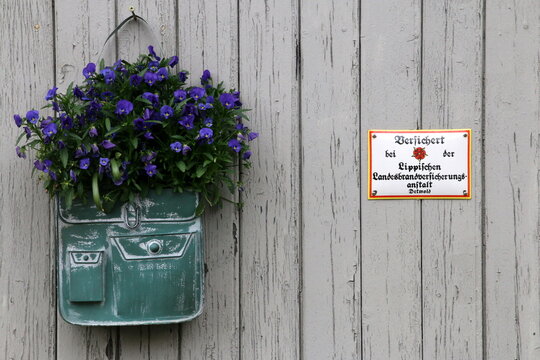 Blaue Hornveilchen in einem h&auml;ngenden Pflanzgef&auml;&szlig; an einer Bretterwand