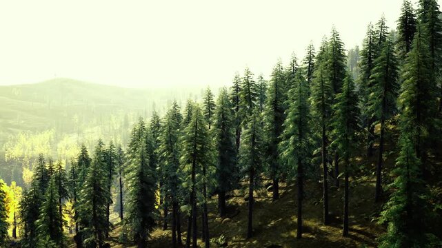 Dappled norwegian spruce forest for timber, rows of mature trees on sunlit slope suggesting sustainable forestry or survey work, calm distant ridgelines