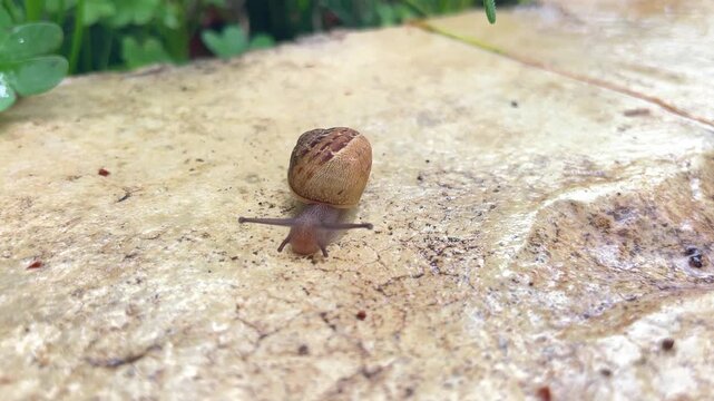 Extreme macro footage of a small translucent snail moving across a stone surface. The video reveals internal muscle contractions and a delicate, glass-like shell. High quality 4k footage