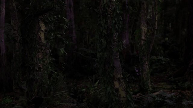 Dark birch grove at midnight, dense undergrowth and mossy roots framing shadowy trunks for eerie, cinematic storytelling and nature mystery scenes.