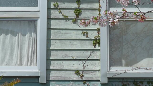 木造校舎　ツタ　桜　