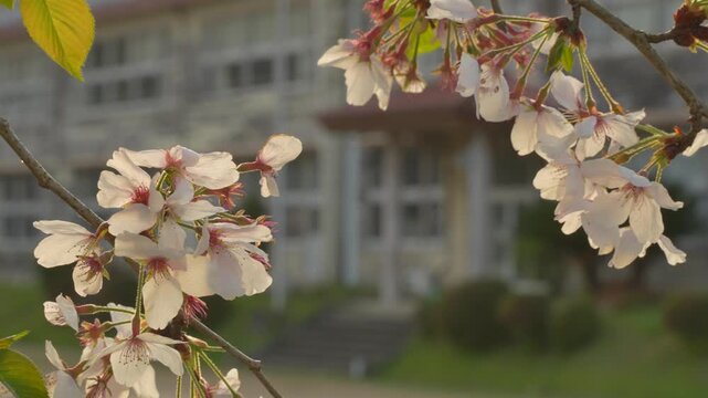 桜と木造校舎