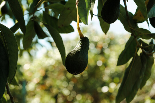 Ripening avocado fruit hanging on a tree in Soller, Majorca