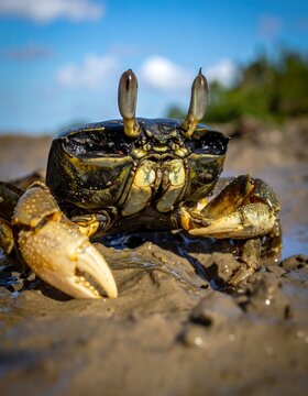 Close-up of a crab with raised eyestalks in muddy environment, under blue sky