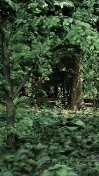 A person walks through a green forest filled with tall trees and dense foliage. Sunlight filters through the leaves, creating patterns on the ground. The scene shows natures growth and life.