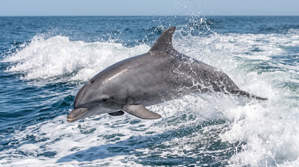 Fototapeta premium A dynamic, high-speed action photograph of a Bottlenose Dolphin surfing the pressure wave at the bow of a moving boat. The dolphin is captured mid-air, perfectly parallel to the water's surface