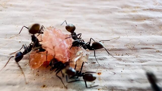 Macro footage of black ants swarming over a dead insect on a wooden surface, showing feeding behavior and coordinated movement as they break down organic matter in a natural environment.