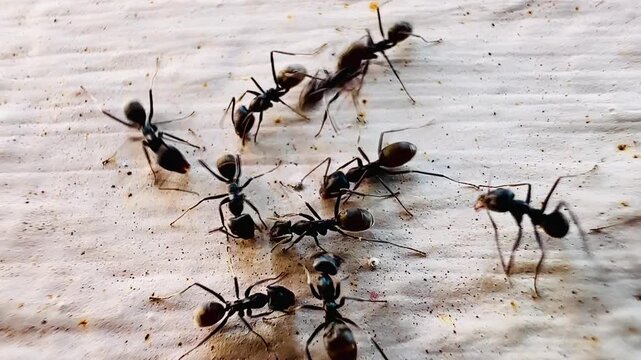 Macro footage of black ants swarming over a dead insect on a wooden surface, showing feeding behavior and coordinated movement as they break down organic matter in a natural environment.