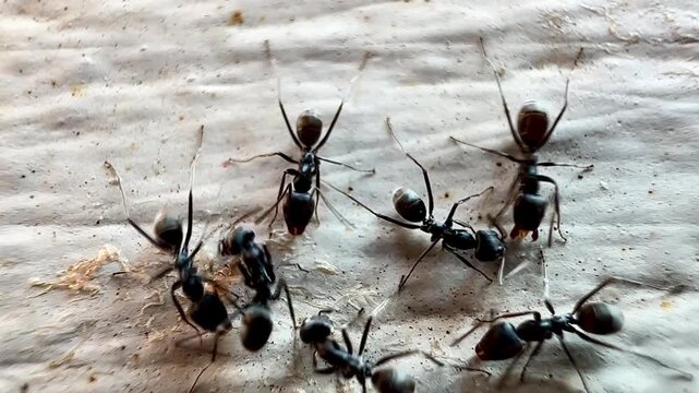 Macro footage of black ants swarming over a dead insect on a wooden surface, showing feeding behavior and coordinated movement as they break down organic matter in a natural environment.