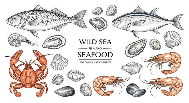 Comprehensive collection of wild sea fish and seafood like lobster shrimp mussels and oysters for market or restaurant branding.