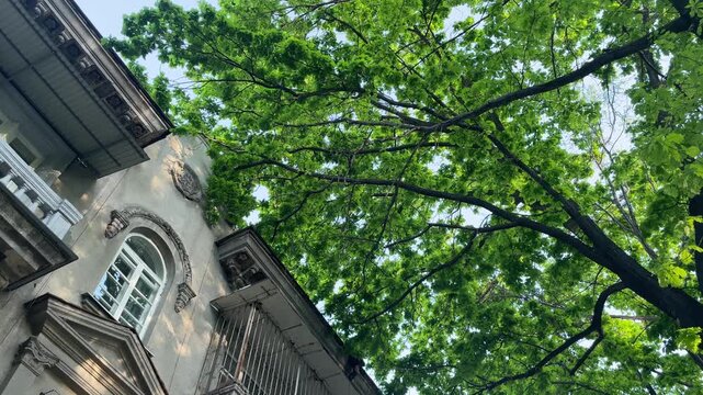 Low angle view of an old building facade and a tree with green leaves