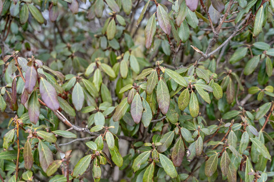 Rhododendron ( rhododendra) is a very large genus of about 1,024 species of woody plants in the heath family (Ericaceae). Jinding is the main peak of Mount Emei. Sichuan Province, China.