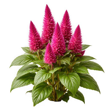 Pink celosia plumosa flowers with lush green leaves as isolated on transparent background