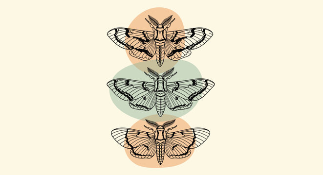 Set of three detailed scientific moth illustrations with intricate wings placed on soft pastel colored abstract circular shapes.