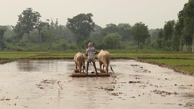 Rural Indian farmer ploughing water-filled paddy field with oxen, showcasing traditional agriculture, hard work, and village farming lifestyle.