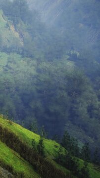 Hills covered with green grass lie next to a thick forest of trees under a bright sky. Sunlight shines on the landscape creating shadows and depth.