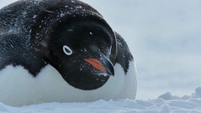 emperor penguin snowstorm closeup polar wildlife blizzard portrait snow flecks on black feathers to convey hardiness adaptation exposure and dramatic cold weather survival portrait