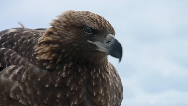 skua bird closeup perched on ice polar seabird wildlife portrait featuring detailed brown feathers and a hooked beak to emphasize vigilance adaptation and harsh coastal habitat beauty