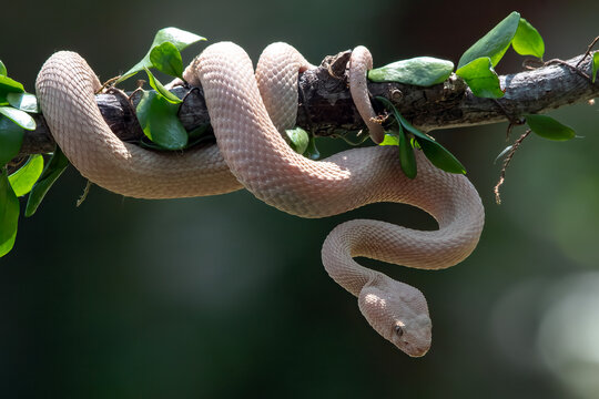 Albino Mangrove Pit Viper curling up among the dense leaves