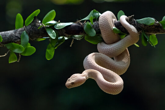 Albino Mangrove Pit Viper curling up among the dense leaves