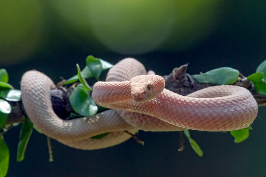 Albino Mangrove Pit Viper curling up among the dense leaves