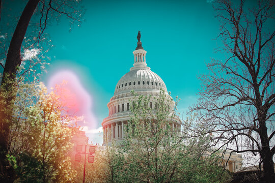 The US Capitol Building in Washington DC amidst cherry blossoms