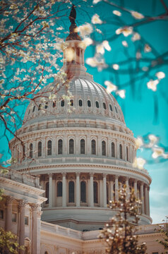 The U.S. Capitol Building in Washington DC amidst cherry blossoms