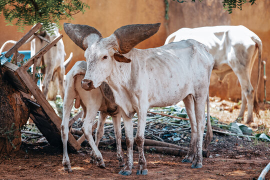 Majestic Bororo Cow with Giant Horns, Niger
