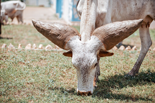 Majestic Bororo Cow with Giant Horns, Niger