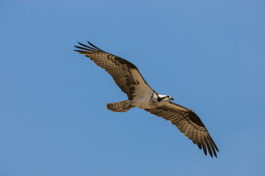 An osprey in flight, wings outstretched against a cloudless blue sky