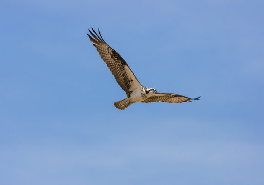 An sea hawk bird in flight and calling against a blue sky