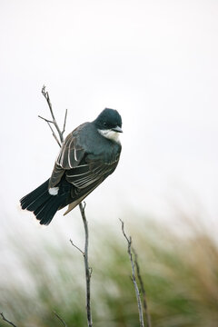 Eastern Kingbird (Tyrannus tyrannus) perched on a twig