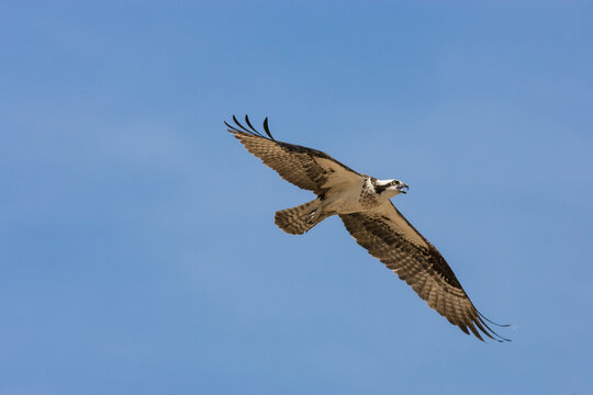 A calling osprey (Pandion haliaetus) bird of prey, flying
