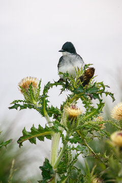 Eastern Kingbird (Tyrannus tyrannus) perched on thistle