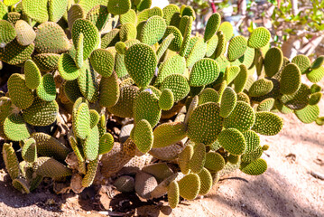 Green cactus leaves taken in close-up  © licvin