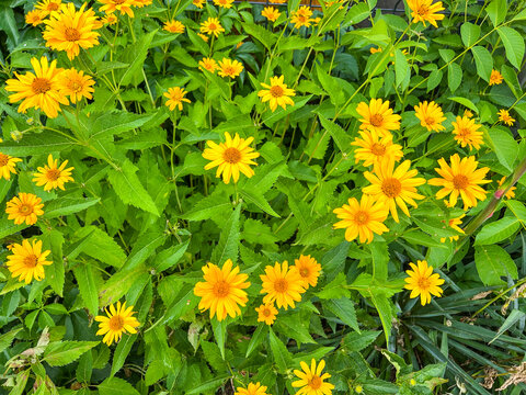 Profusion of Oxeye Flowers