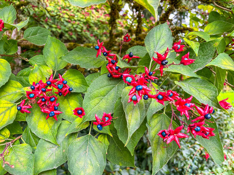 Harlequin Glorybower in Full Display