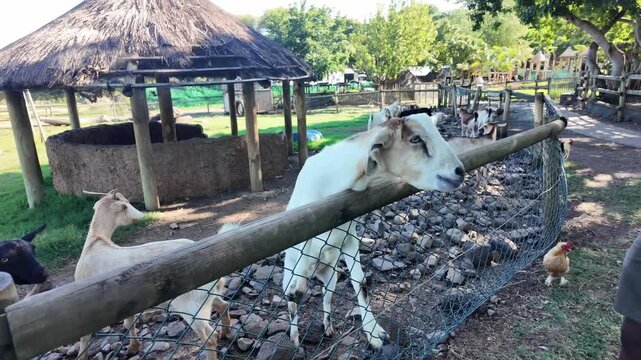 White Goat Being Fed at Wooden Fence in Mauritius Farm 4K | Osmo Pocket 3