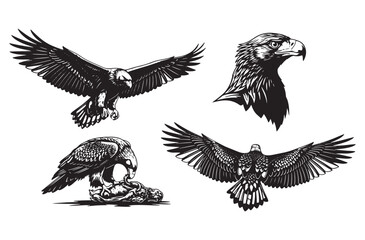 Obraz premium Powerful black silhouette set of bald eagles in flight and close-up portrait displaying majestic wings spread hunting prey and regal head profile for freedom symbols