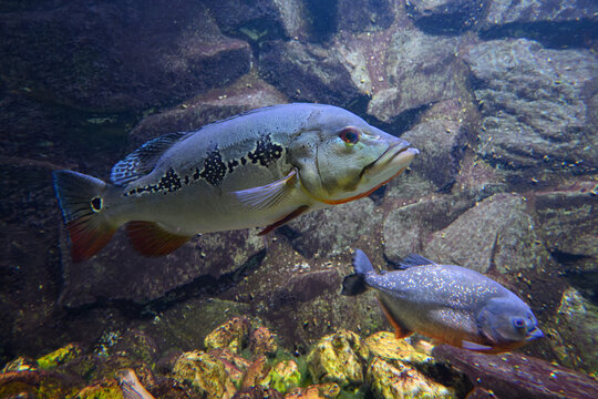 A beautiful adult Saulosi Cichlid (Pseudotropheus saulosi) - male (blue/black) and female (yellow) - under the water surface with rocks in the background.