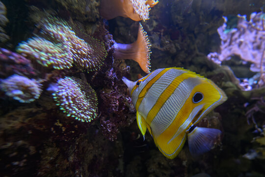 Beautiful Copperband Butterflyfish (Chelmon rostratus) under the surface examining a coral.