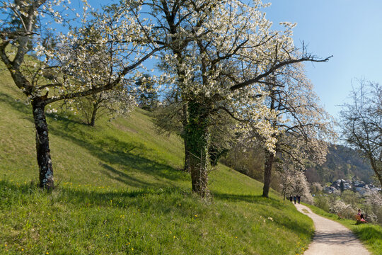 der sog. Bl&uuml;tenweg bei Sipplingen am Bodensee verl&auml;uft durch bl&uuml;hende Streuobstwiesen