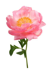 Naklejka premium Beautiful coral peony flower isolated on white or transparent background.