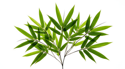 Fototapeta premium Fresh vibrant green bamboo leaves spread elegantly on a pure white background, showing delicate stems and pointed leaf details.