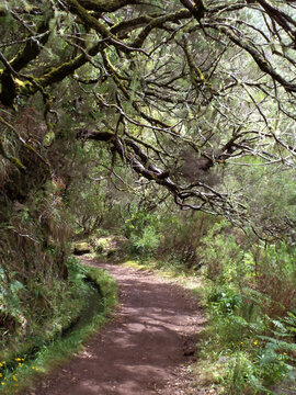 ein Wanderweg entlang einer Levada (Bew&auml;ssung) auf der Insel Madeira
