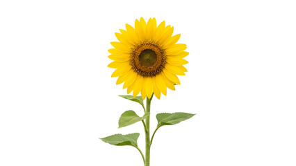 Fototapeta premium Natural yellow sunflower isolated on PNG transparent background